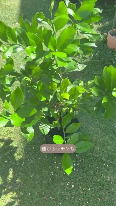 種から育てたレモンの木