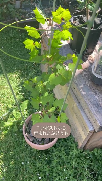 コンポストから発芽していたブドウの木