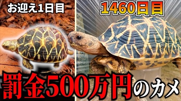 絶滅危惧種の亀を4年間育てたら