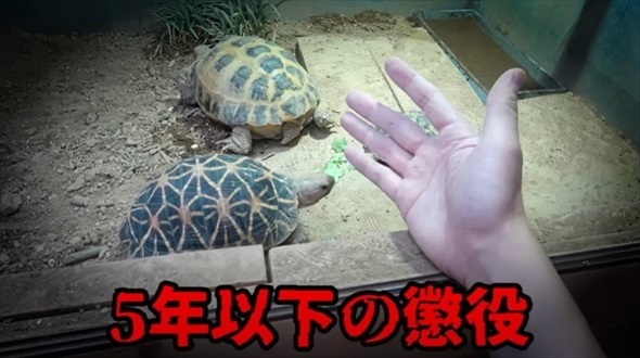 絶滅危惧種の亀を4年間育てたら