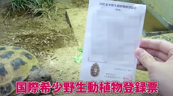 絶滅危惧種の亀を4年間育てたら