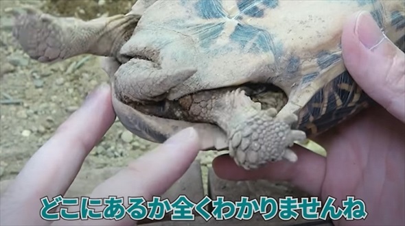 絶滅危惧種の亀を4年間育てたら