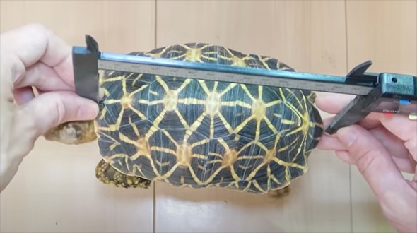 絶滅危惧種の亀を4年間育てたら