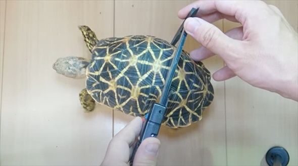 絶滅危惧種の亀を4年間育てたら