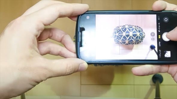 絶滅危惧種の亀を4年間育てたら