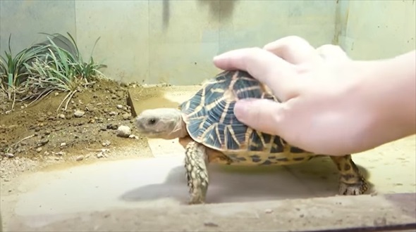 絶滅危惧種の亀を4年間育てたら