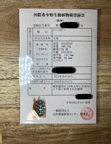 絶滅危惧種の亀を4年間育てたら