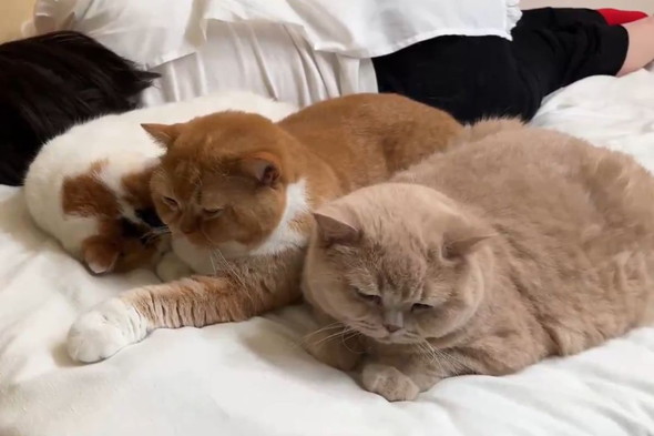 お母さんに寄り添う猫ちゃんたち