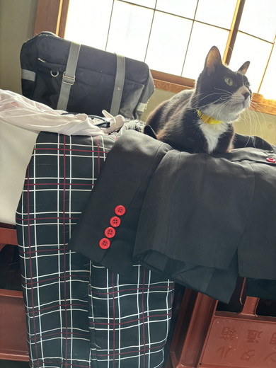 「モルガナ」に似ている猫ちゃん