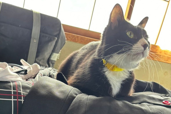 「モルガナ」に似ている猫ちゃん