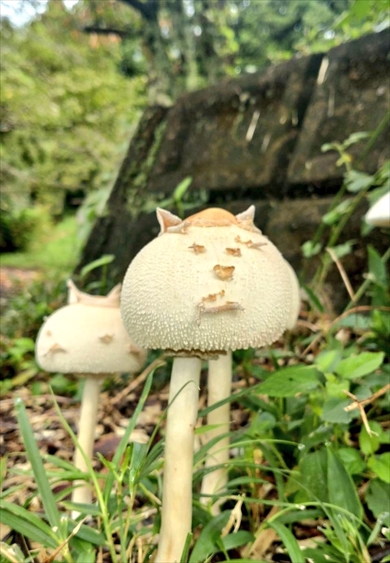 猫みたいなキノコ