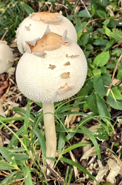 猫みたいなキノコ