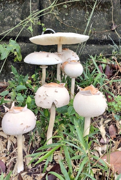 猫みたいなキノコ