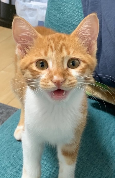 大きくなったら凛々しい顔になると予想していたニャンコの子猫時代