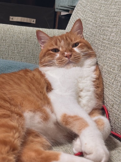 首が見えなくなるほどふくふくと育ったニャンコ