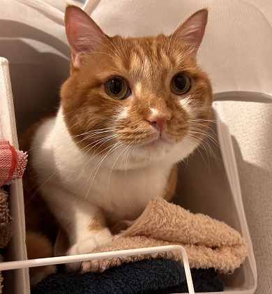 クリクリとした目のニャンコ