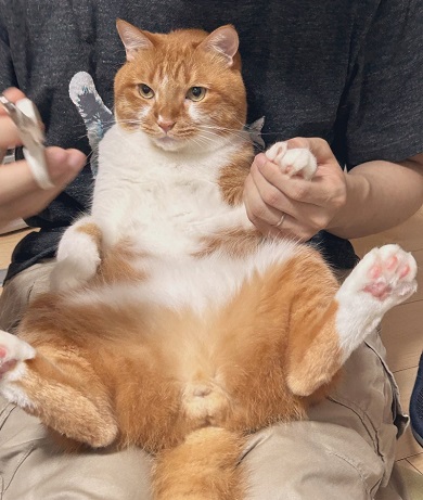 爪切り中の真剣な表情のニャンコ