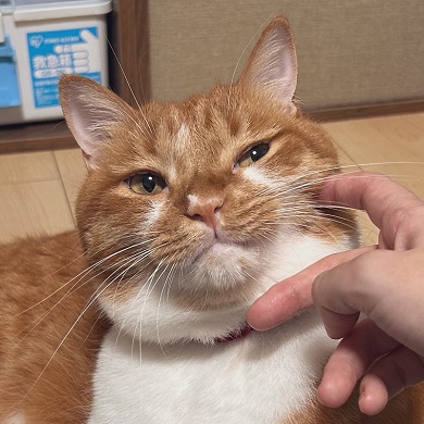 ふくふくと育った頬をつつかれるニャンコ