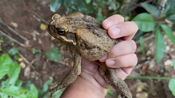 オオヒキガエルを捕獲
