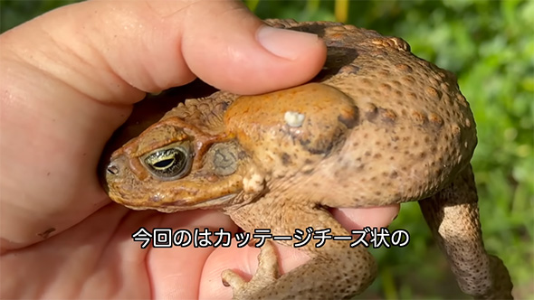 カッテージチーズ