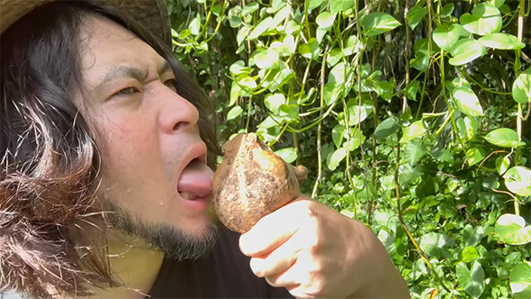 オオヒキガエルの毒液をなめる