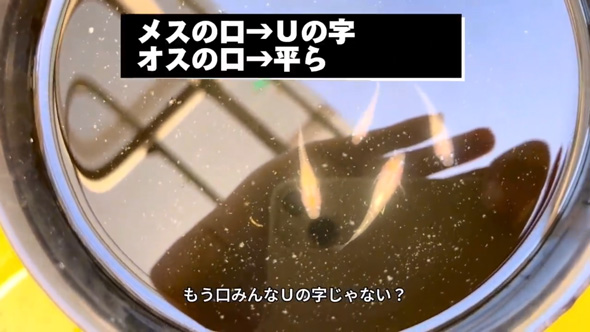 ネットで買った メダカの卵 成魚サイズ 育てた結果 振袖紅白 全員 女の子 メス