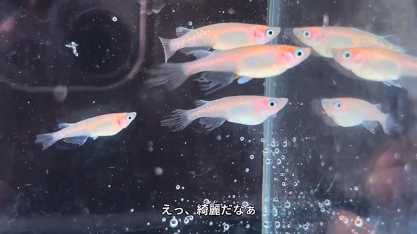 ネットで買った メダカの卵 成魚サイズ 育てた結果 振袖紅白 全員 女の子 メス