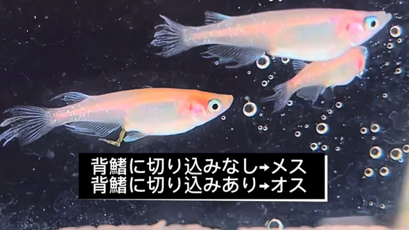 ネットで買った メダカの卵 成魚サイズ 育てた結果 振袖紅白 全員 女の子 メス