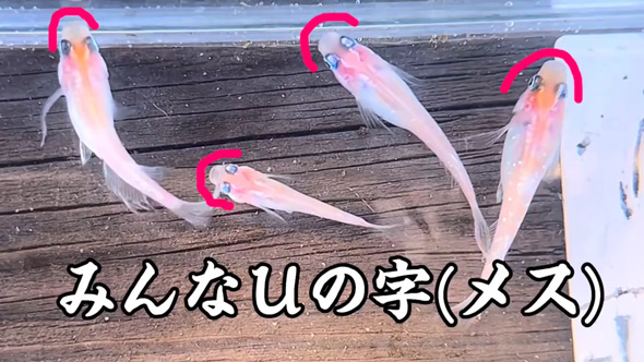 ネットで買った メダカの卵 成魚サイズ 育てた結果 振袖紅白 全員 女の子 メス