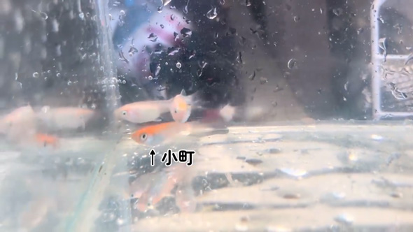 ネットで買った メダカの卵 成魚サイズ 育てた結果 振袖紅白 全員 女の子 メス