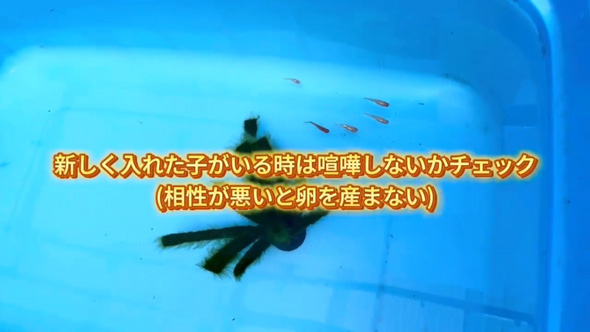 ネットで買った メダカの卵 成魚サイズ 育てた結果 振袖紅白 全員 女の子 メス