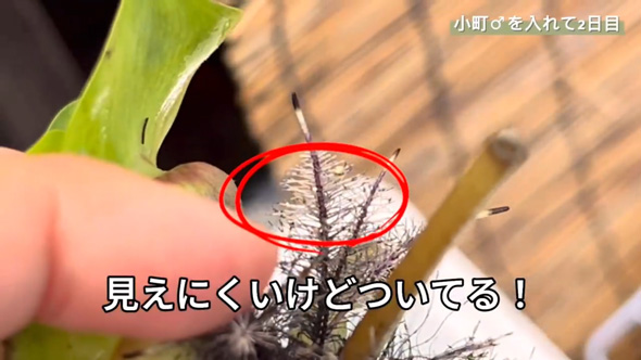 ネットで買った メダカの卵 成魚サイズ 育てた結果 振袖紅白 全員 女の子 メス