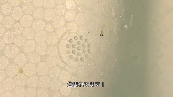 ネットで買った メダカの卵 成魚サイズ 育てた結果 振袖紅白 全員 女の子 メス