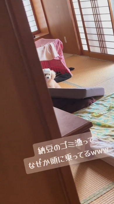 納豆パックを頭に乗せているワンコ