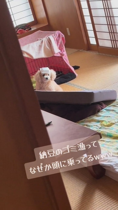 納豆パックを頭に乗せているワンコ