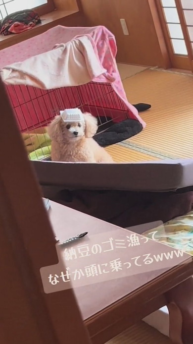 納豆パックを頭に乗せているワンコ