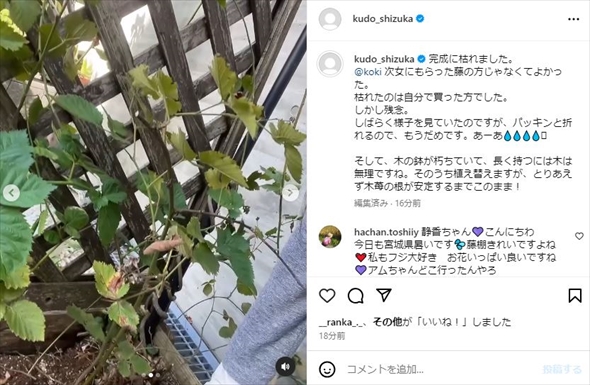 工藤静香の枯れた藤棚