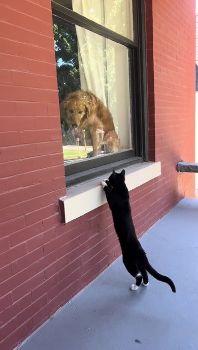 ワンコと猫の交流