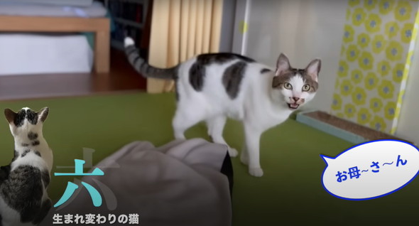 会話する猫ちゃん