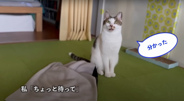 会話する猫ちゃん