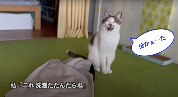 会話する猫ちゃん