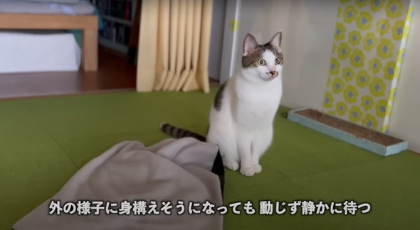 会話する猫ちゃん