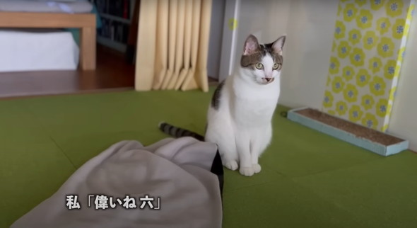 会話する猫ちゃん