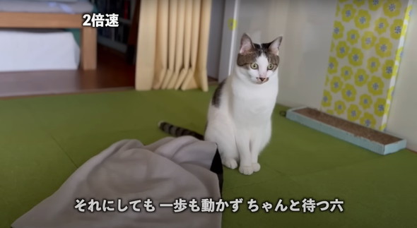 会話する猫ちゃん
