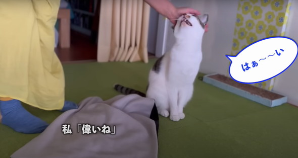 会話する猫ちゃん
