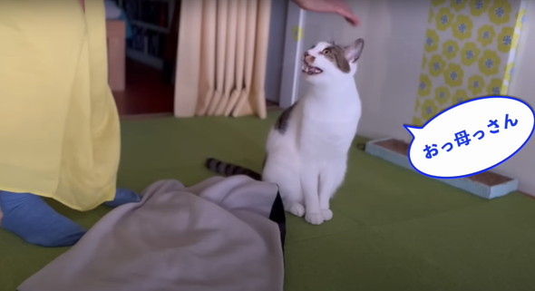 会話する猫ちゃん