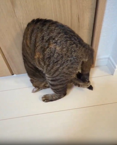 前転する猫