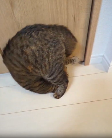 前転する猫