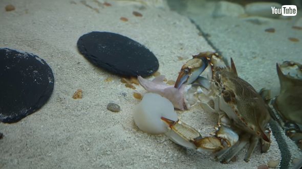 食材だったブルークラブを育てる
