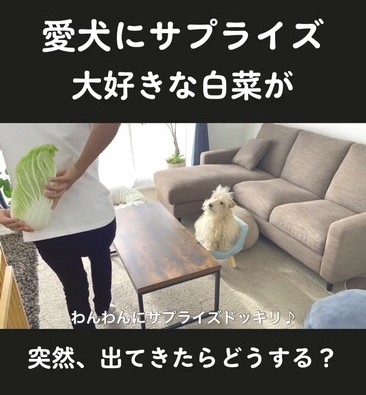 白菜隠す
